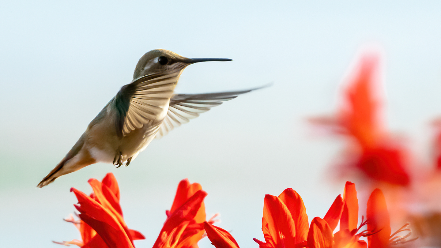 Washington Coast Humming Bird 07